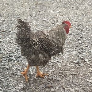 Meet your Posher, Brent